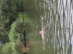 Mainschwimmen Juni 2026